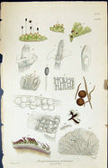 Old Print Jungermannia Hibernica British Plants Botany 1847 Sowerby Smith 19th