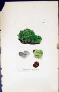 Antique Print Targionia Hypophylla British Plants Botany 1847 Sowerby Smith