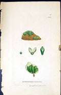 Old Sphoerocarpus Terrestris British Plants Botany 1847 Sowerby Smith Victorian