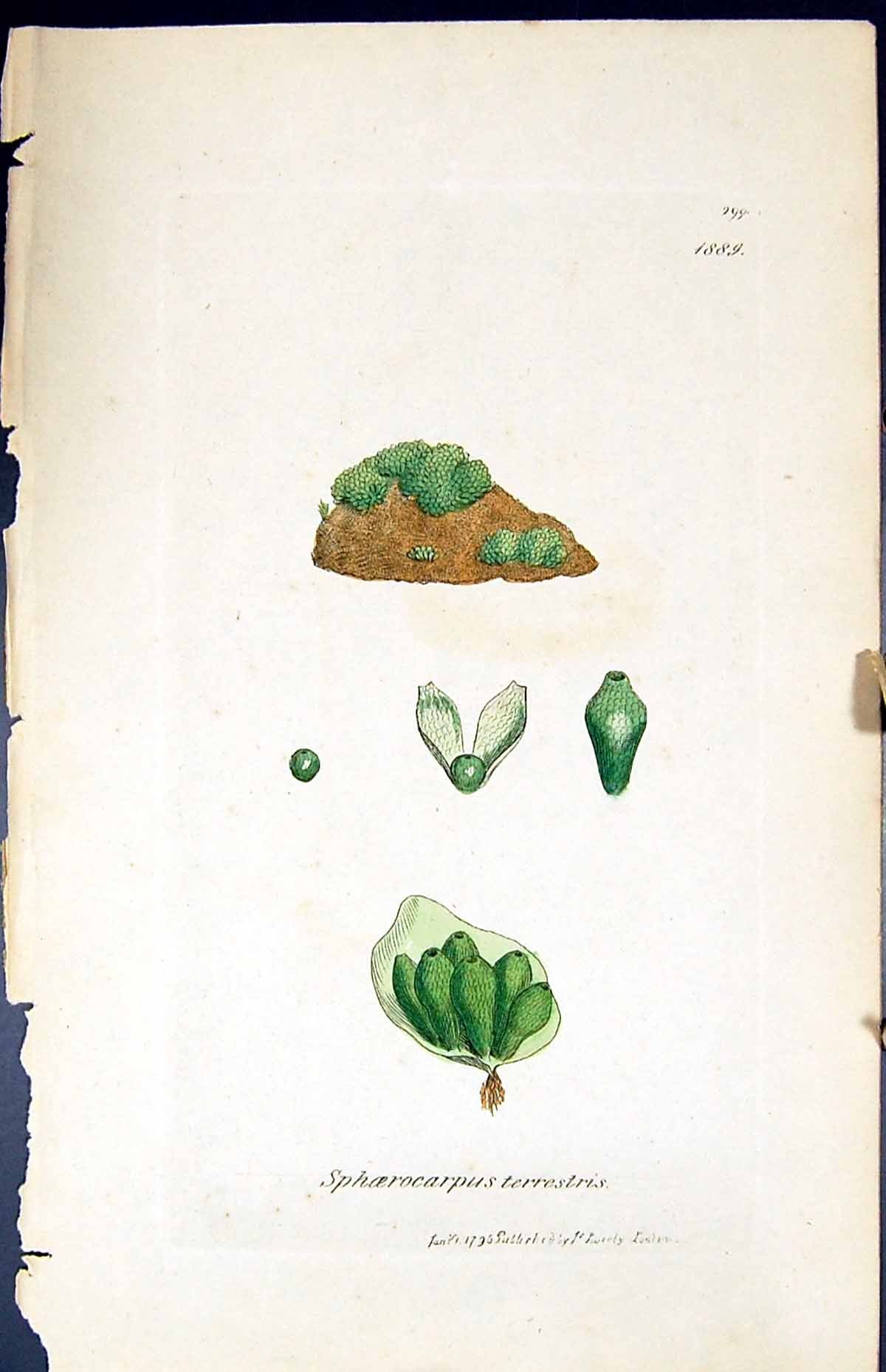 Old Sphoerocarpus Terrestris British Plants Botany 1847 Sowerby Smith Victorian