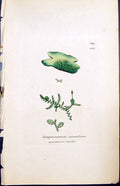 Old Jungermannia Minutissima British Plants Botany 1847 Sowerby Smith Victorian