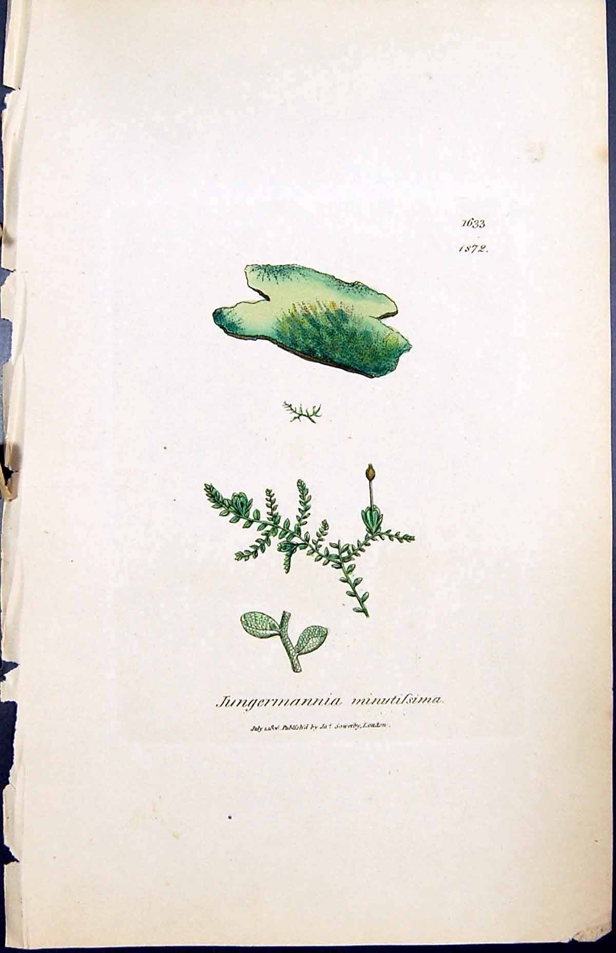 Old Jungermannia Minutissima British Plants Botany 1847 Sowerby Smith Victorian