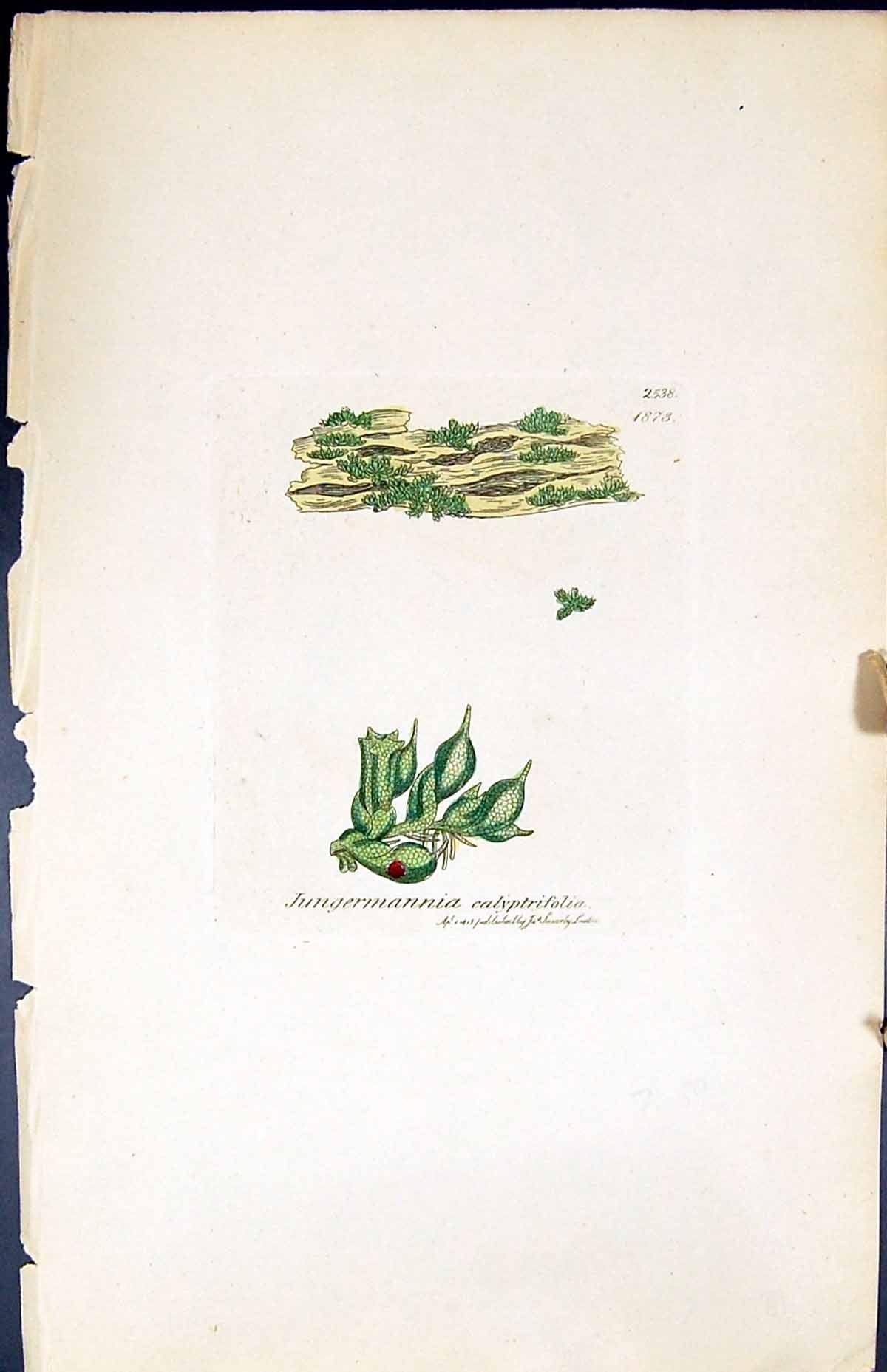 Old Jungermannia Calyptrifolia British Plants Botany 1847 Sowerby Smi Victorian