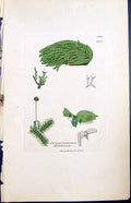 Old Jungermannia Hutchinsioe British Plants Botany 1847 Sowerby Smith Victorian