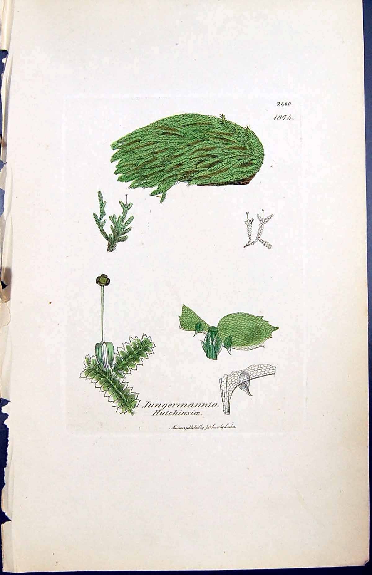 Old Jungermannia Hutchinsioe British Plants Botany 1847 Sowerby Smith Victorian