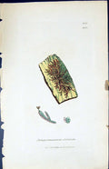 Old Print Jungermannia Dilatata British Plants Botany 1847 Sowerby Smith 19th