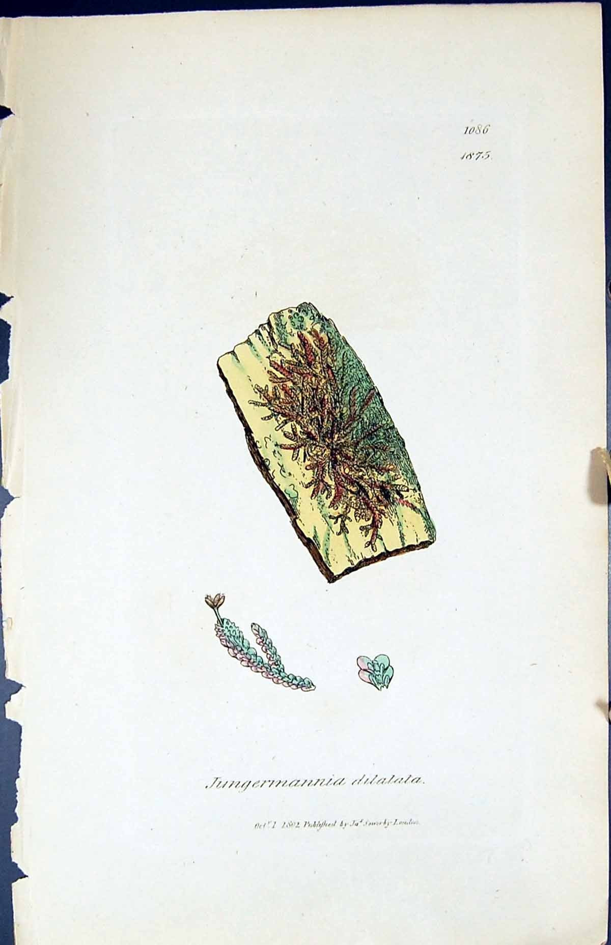 Old Print Jungermannia Dilatata British Plants Botany 1847 Sowerby Smith 19th
