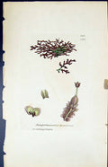 Old Print Jungermannia Tamarisei British Plants Botany 1847 Sowerby Smith 19th