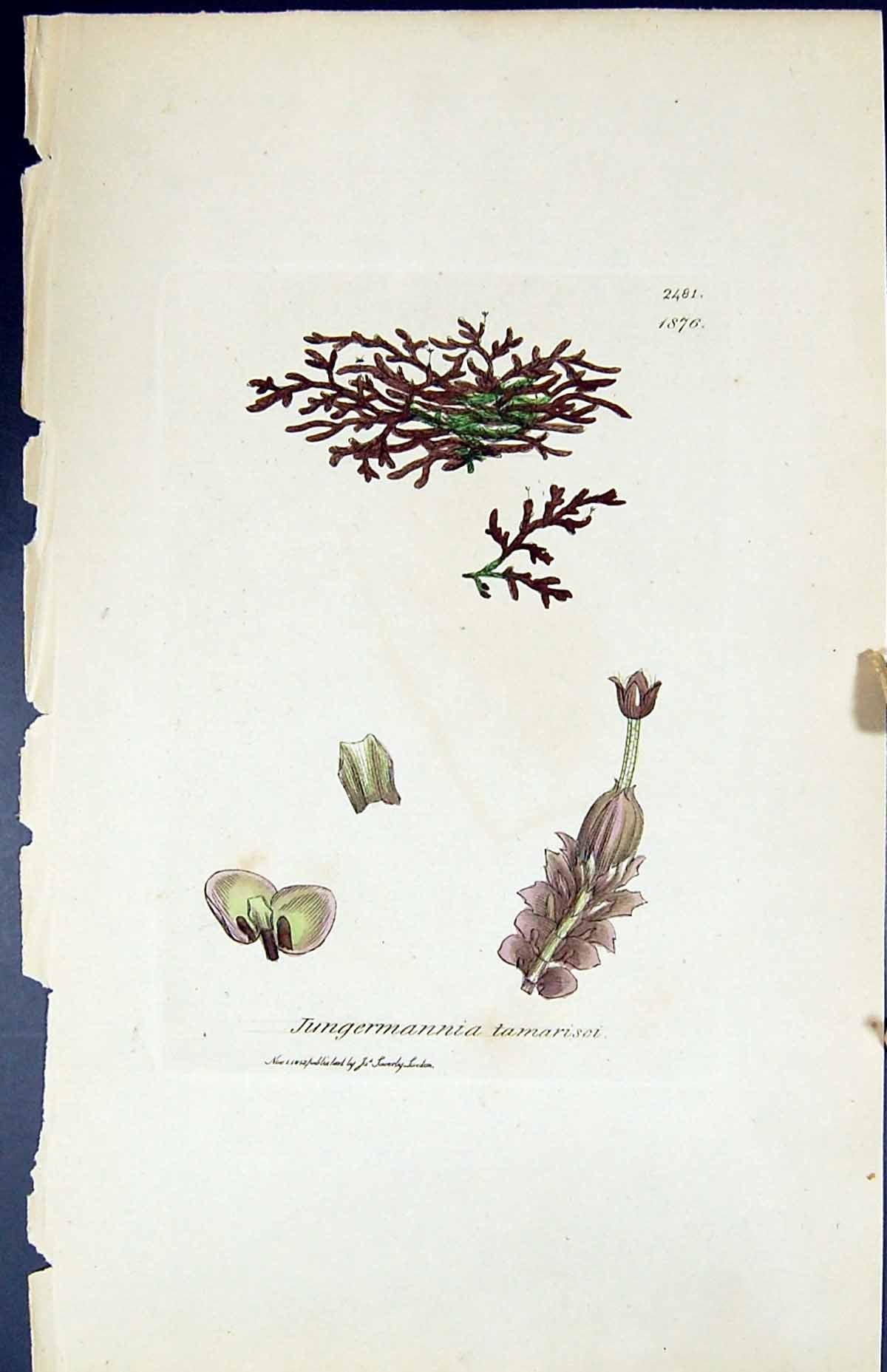 Old Print Jungermannia Tamarisei British Plants Botany 1847 Sowerby Smith 19th