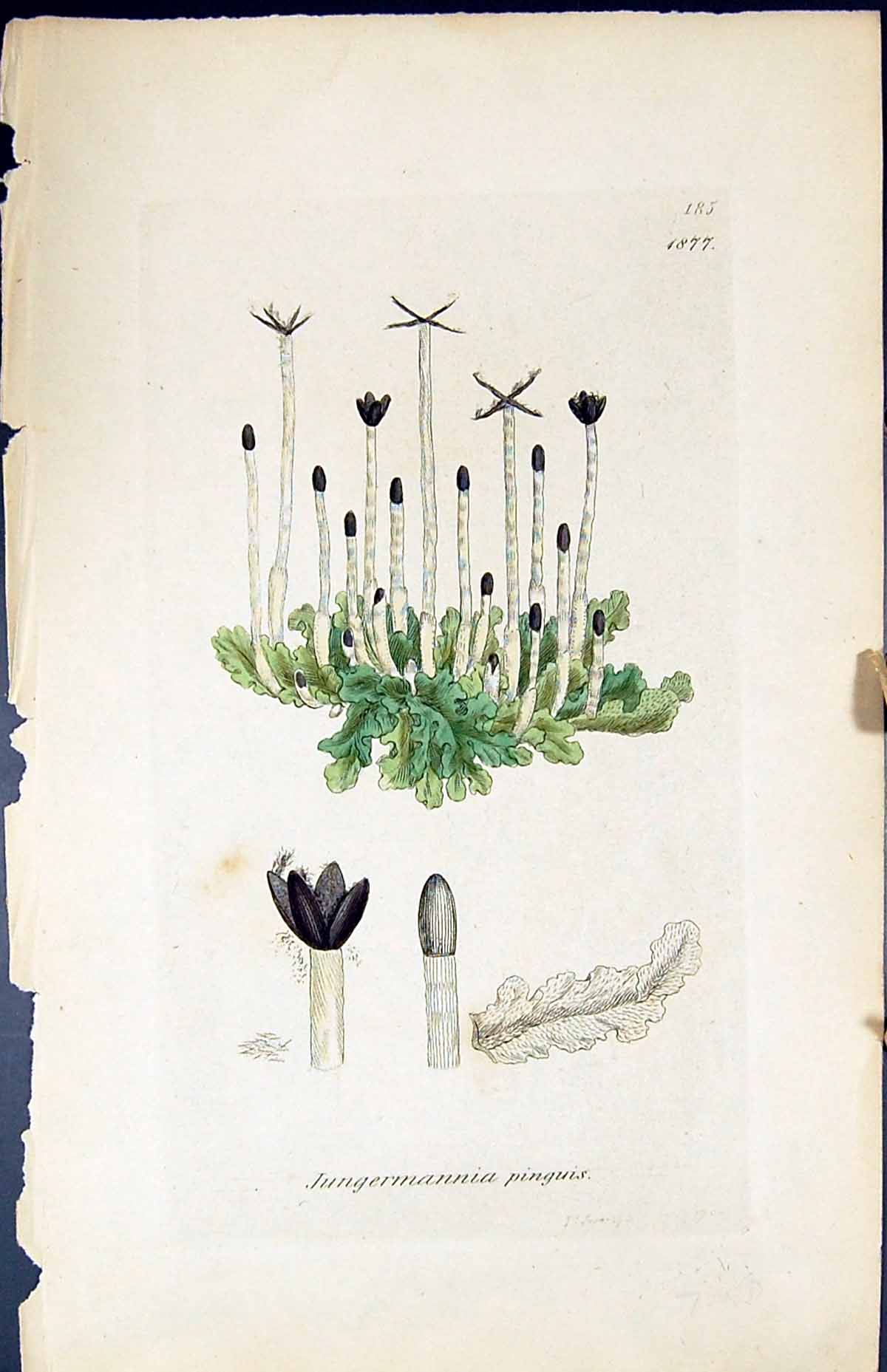 Antique Print Jungermannia Pinguis British Plants Botany 1847 Sowerby Smith