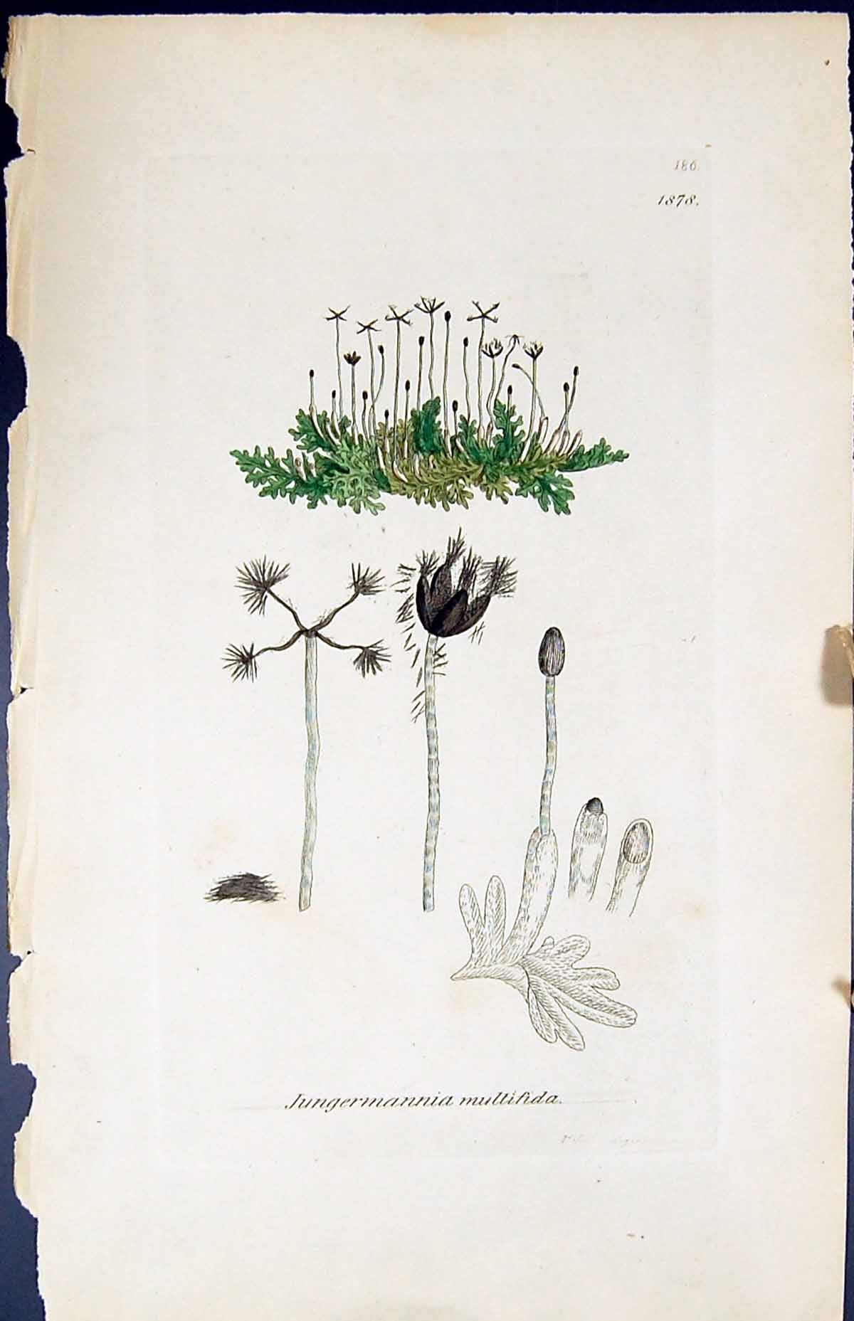 Old Print Jungermannia Multifida British Plants Botany 1847 Sowerby Smith 19th