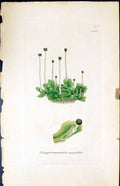 Old Print Jungermannia Epiphylla British Plants Botany 1847 Sowerby Smith 19th