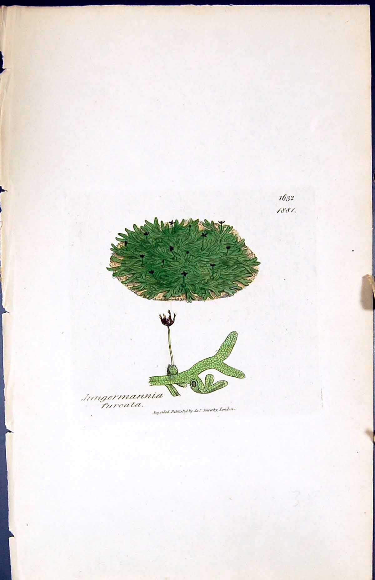 Antique Print Jungermannia Furcata British Plants Botany 1847 Sowerby Smith