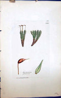 Antique Old Print Dicranum Glaucum British Plants Botany 1847 Sowerby Smith