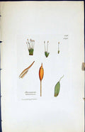Antique Print Dicranum Latifolium British Plants Botany 1847 Sowerby Smith 19th