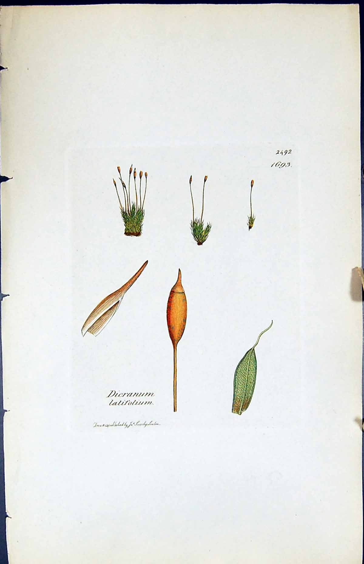 Antique Print Dicranum Latifolium British Plants Botany 1847 Sowerby Smith 19th