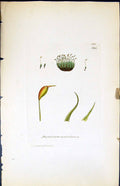 Old Print Dicranum Cerviculatum British Plants Botany 1847 Sowerby Smith 19th
