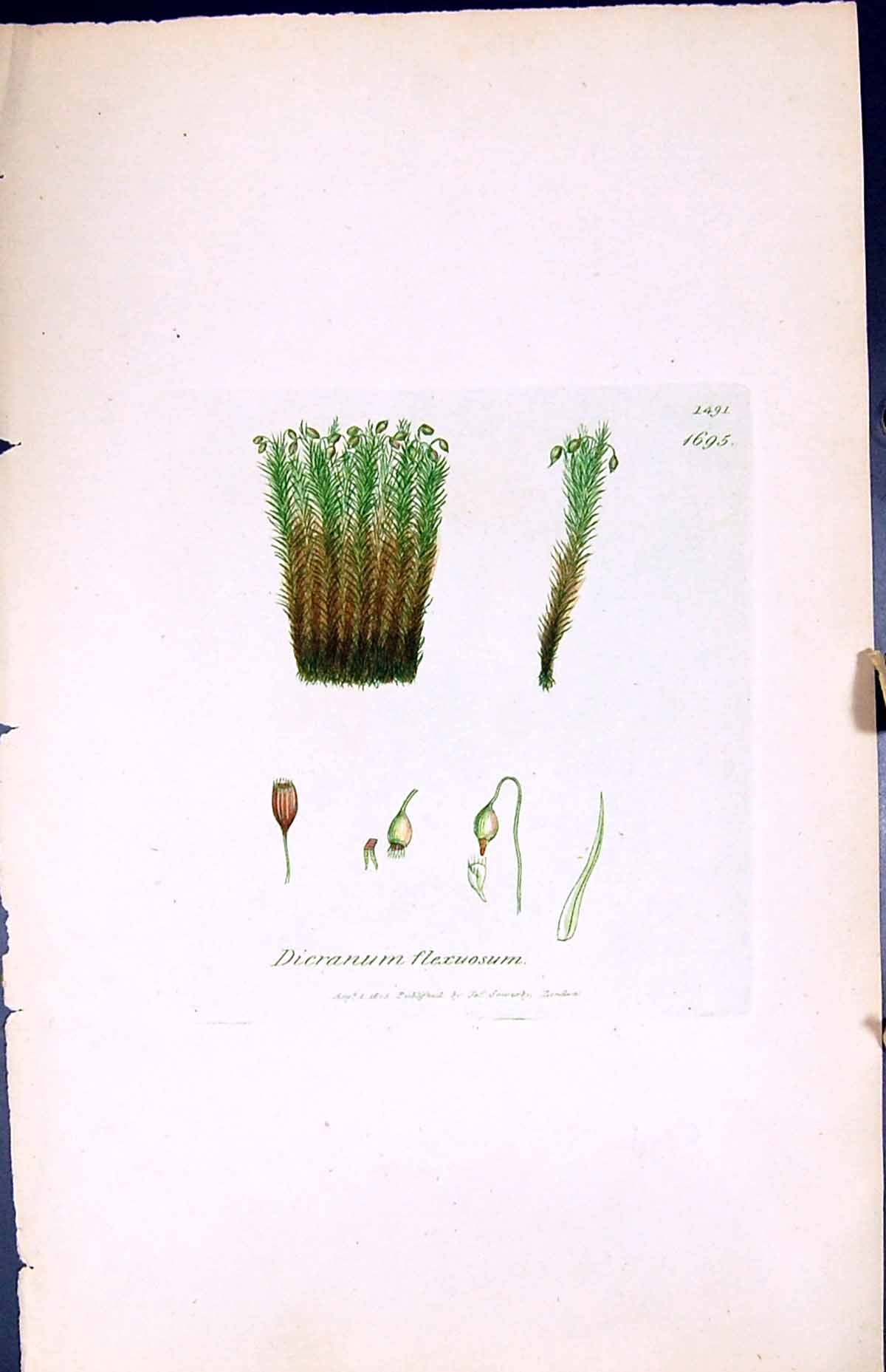 Antique Old Print Dicranum Flexuosum British Plants Botany 1847 Sowerby Smith