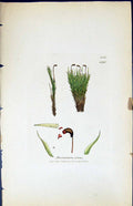 Antique Old Print Dicranum Virens British Plants Botany 1847 Sowerby Smith 19th