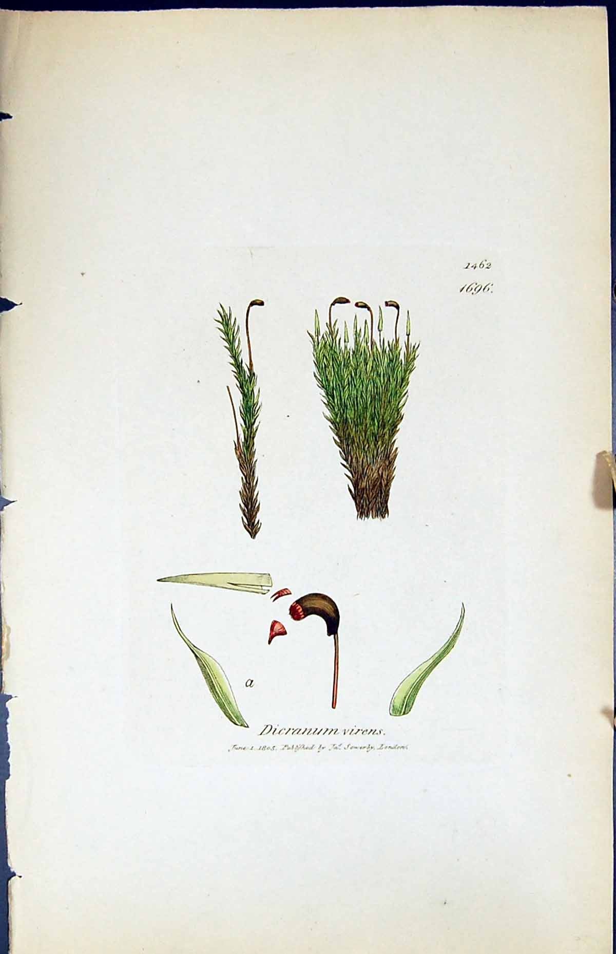 Antique Old Print Dicranum Virens British Plants Botany 1847 Sowerby Smith 19th