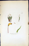 Antique Print Dicranum Strumiferum British Plants Botany 1847 Sowerby Smith