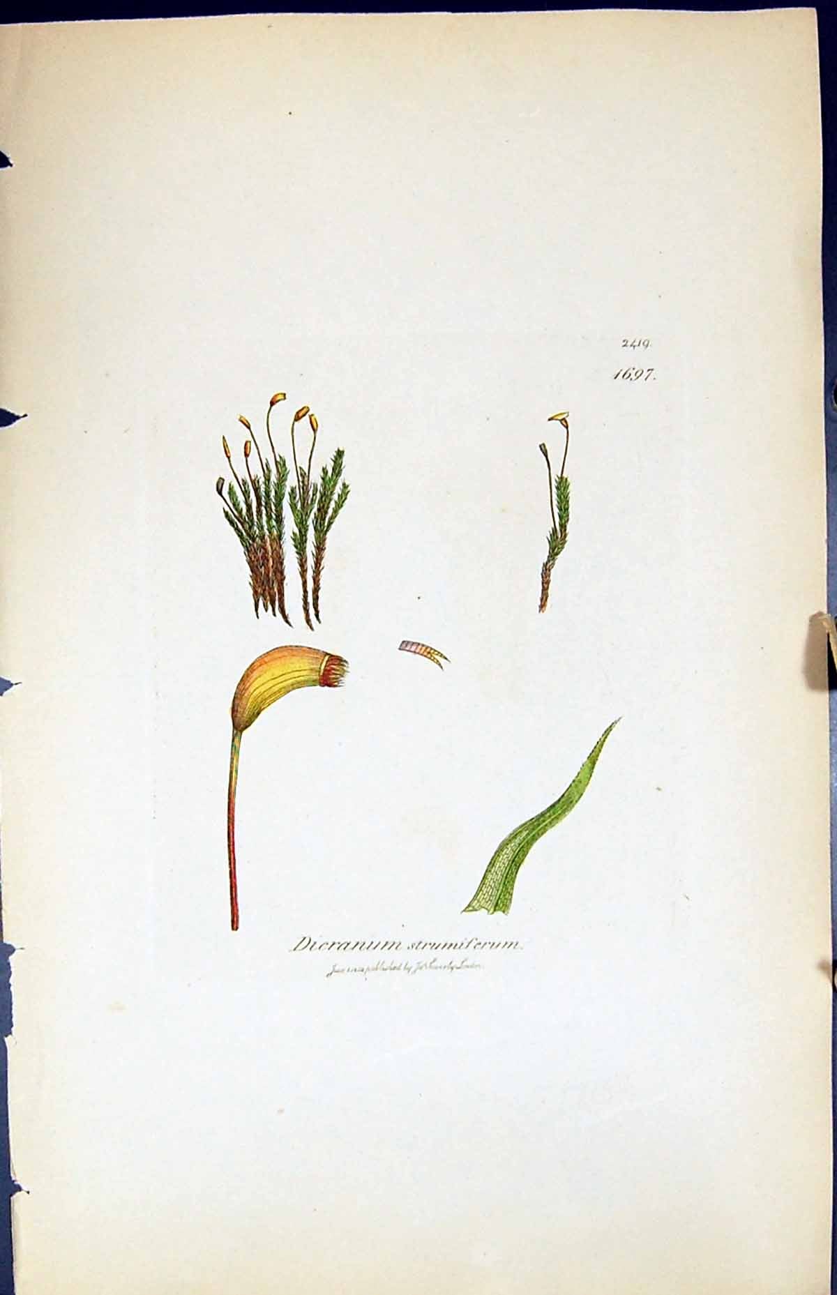 Antique Print Dicranum Strumiferum British Plants Botany 1847 Sowerby Smith