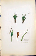Antique Print Dicranum Polycarpon British Plants Botany 1847 Sowerby Smith 19th