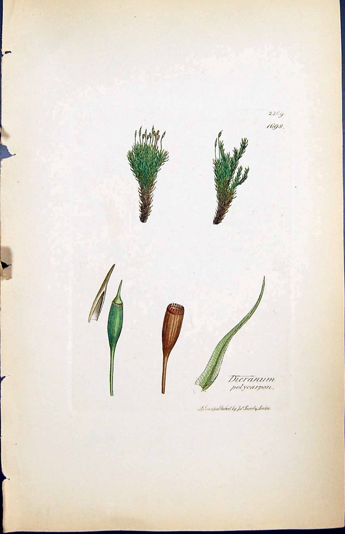Antique Print Dicranum Polycarpon British Plants Botany 1847 Sowerby Smith 19th