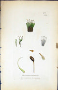 Antique Old Print Dicranum Falcatum British Plants Botany 1847 Sowerby Smith