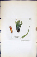 Antique Old Print Dicranum Starkii British Plants Botany 1847 Sowerby Smith
