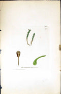Antique Print Dicranum Flavescens British Plants Botany 1847 Sowerby Smith 19th