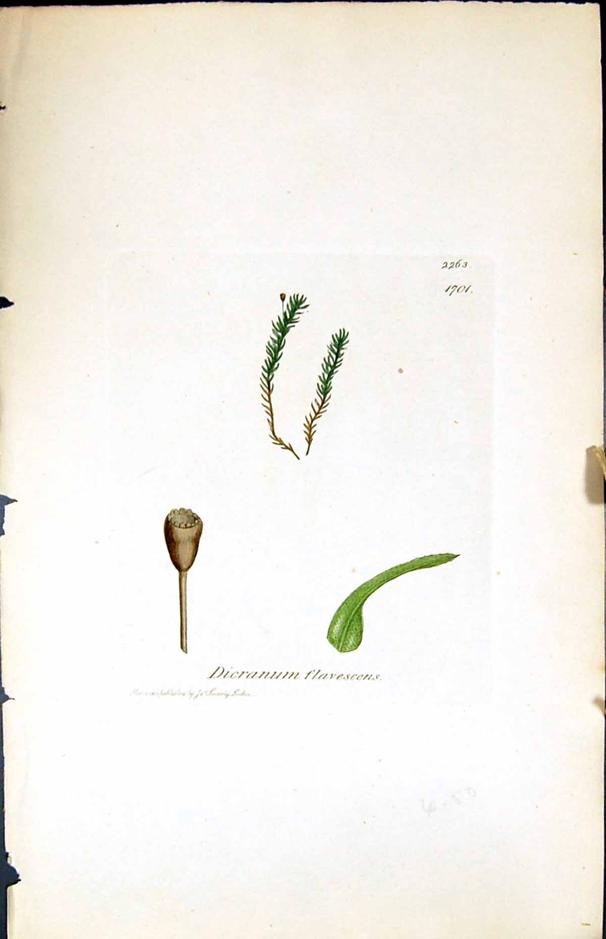 Antique Print Dicranum Flavescens British Plants Botany 1847 Sowerby Smith 19th