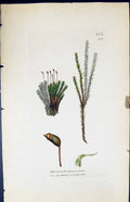Antique Print Dicranum Squarrosum British Plants Botany 1847 Sowerby Smith 19th