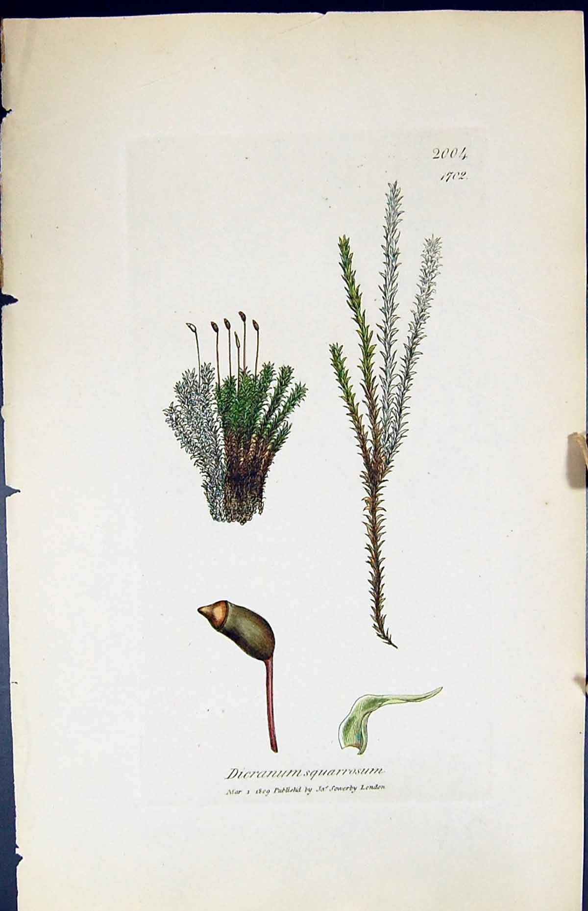 Antique Print Dicranum Squarrosum British Plants Botany 1847 Sowerby Smith 19th