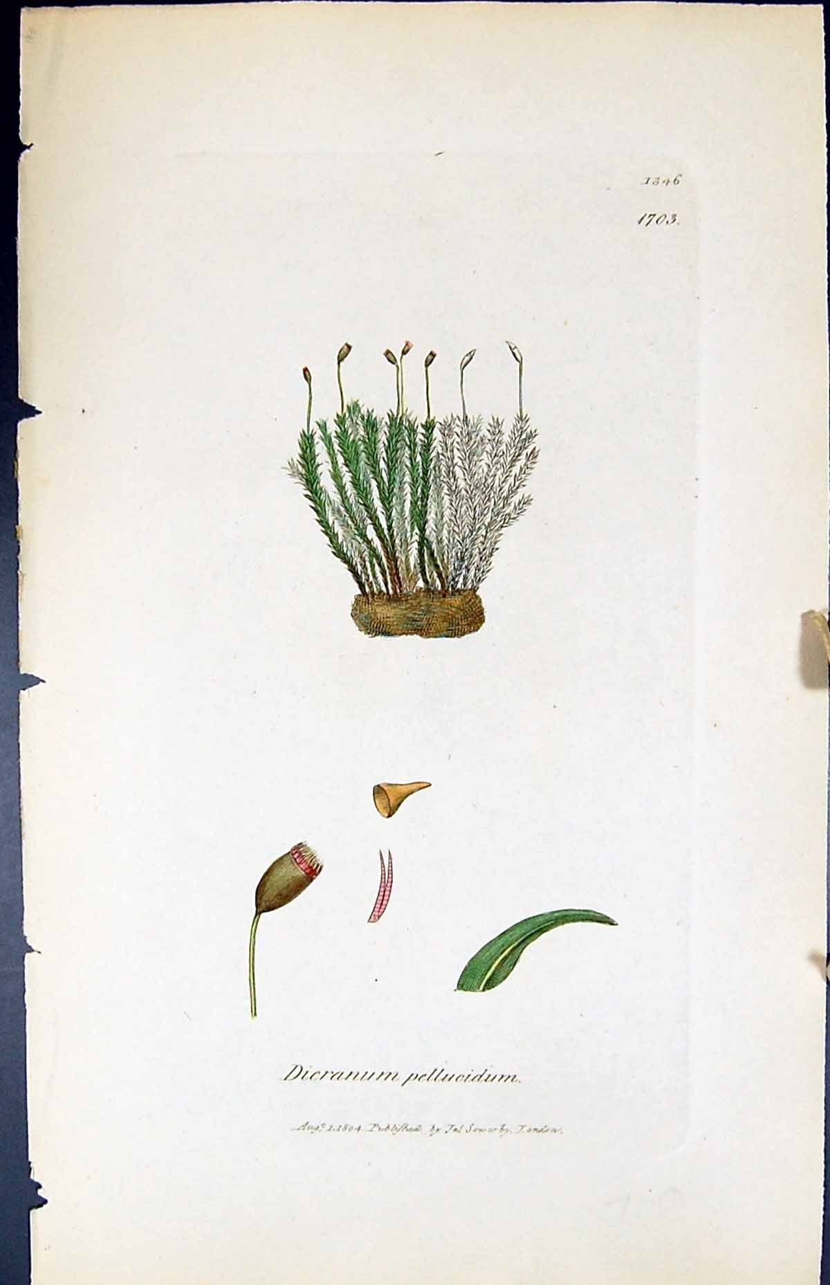 Antique Print Dicranum Pellucidum British Plants Botany 1847 Sowerby Smith 19th