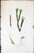Antique Old Print Dicranum Spurium British Plants Botany 1847 Sowerby Smith