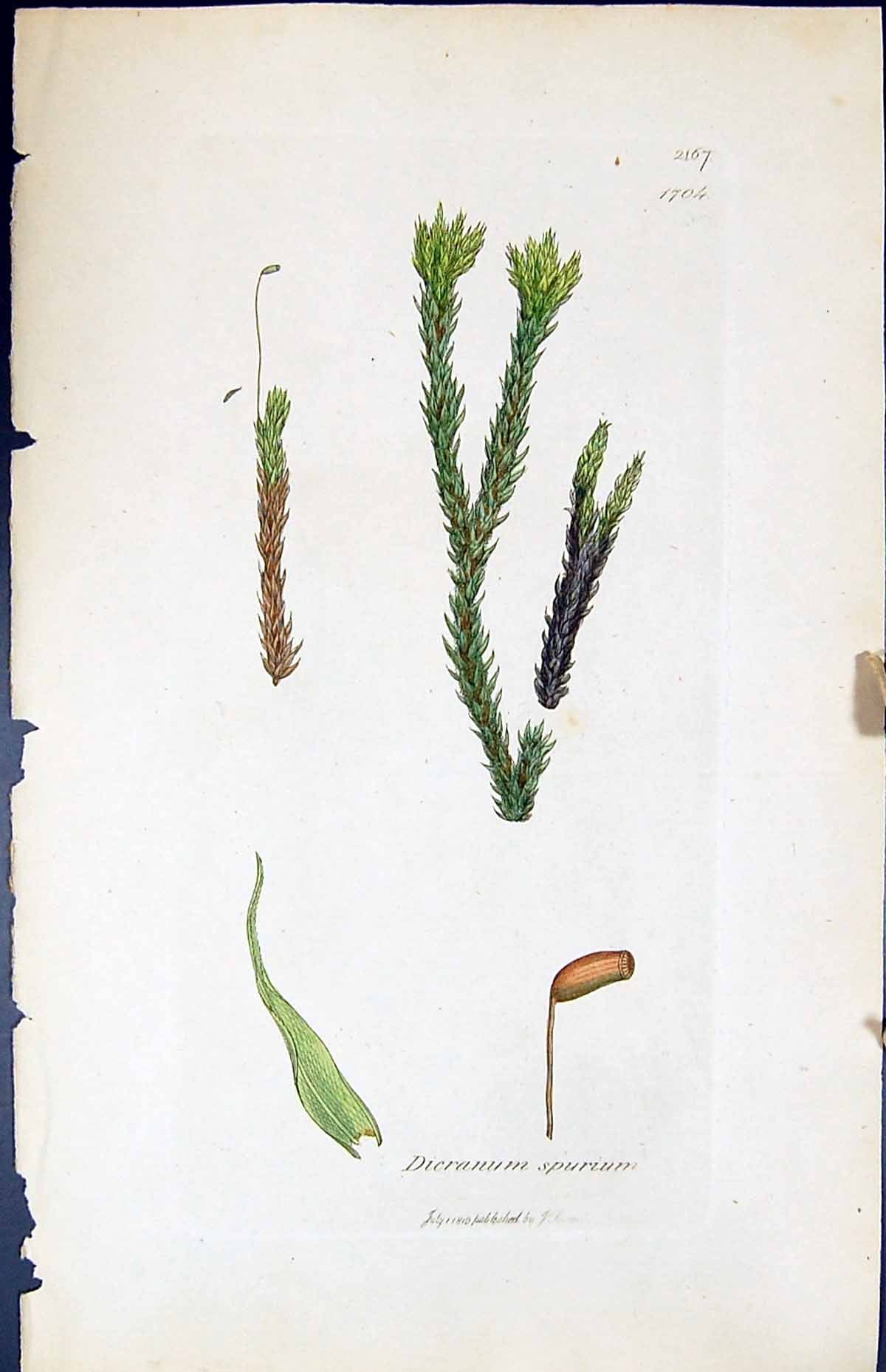 Antique Old Print Dicranum Spurium British Plants Botany 1847 Sowerby Smith