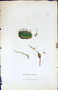 Antique Old Print Dicranum Crispum British Plants Botany 1847 Sowerby Smith