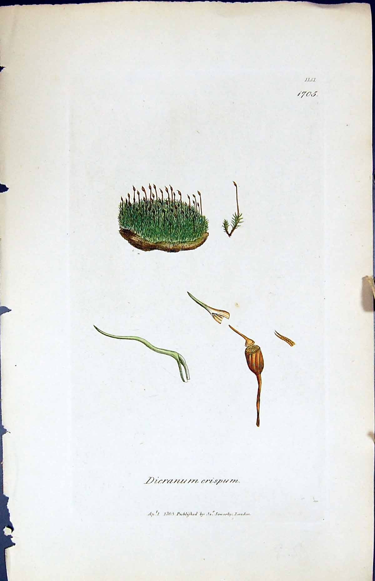 Antique Old Print Dicranum Crispum British Plants Botany 1847 Sowerby Smith
