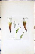 Antique Print Dicranum Flagellare British Plants Botany 1847 Sowerby Smith 19th