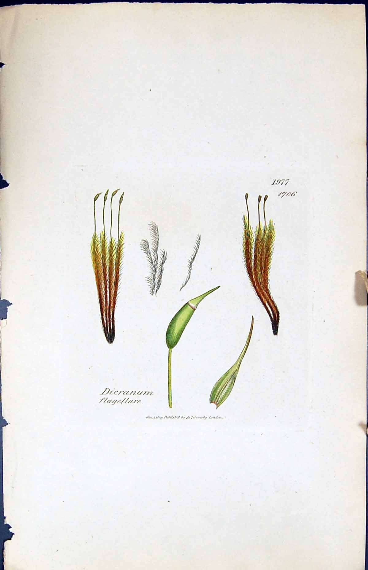 Antique Print Dicranum Flagellare British Plants Botany 1847 Sowerby Smith 19th