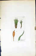 Antique Old Print Dicranum Montanum British Plants Botany 1847 Sowerby Smith