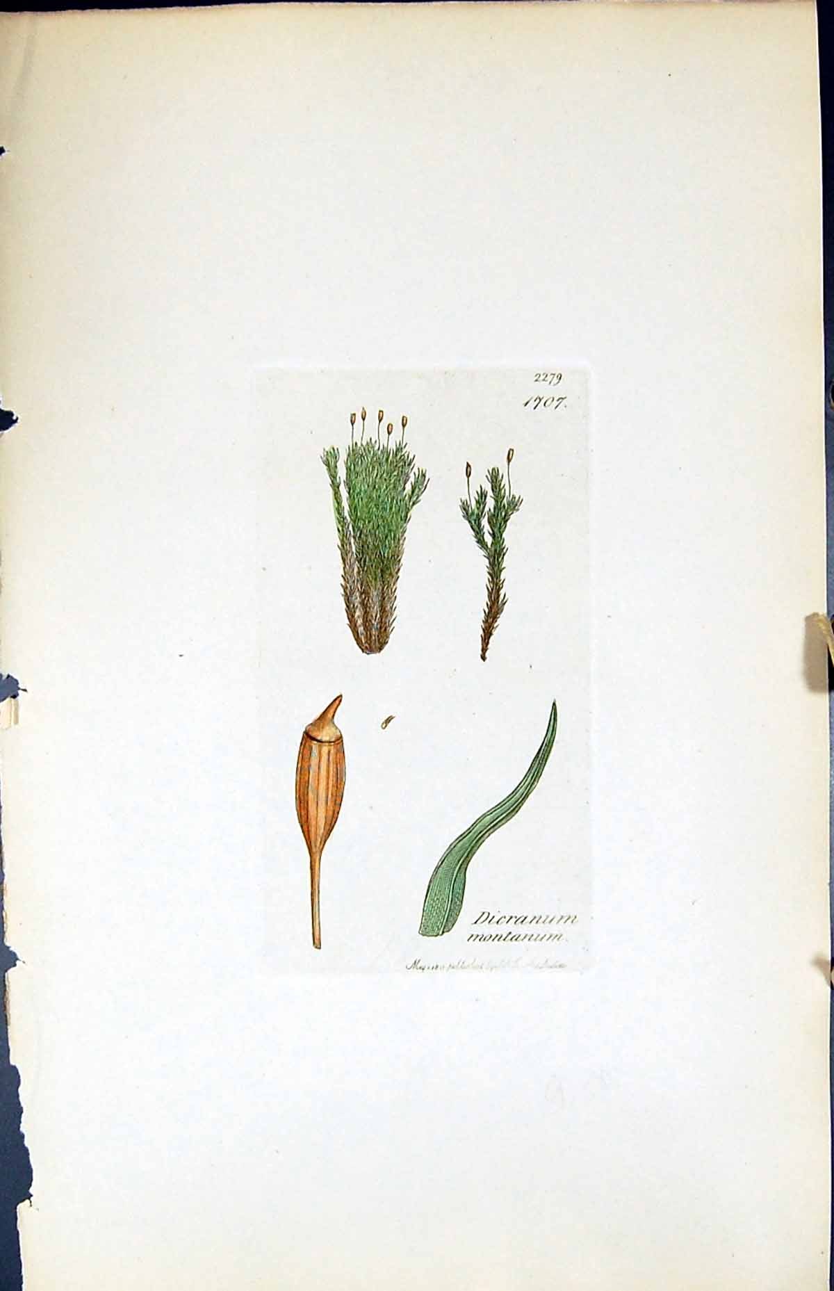 Antique Old Print Dicranum Montanum British Plants Botany 1847 Sowerby Smith