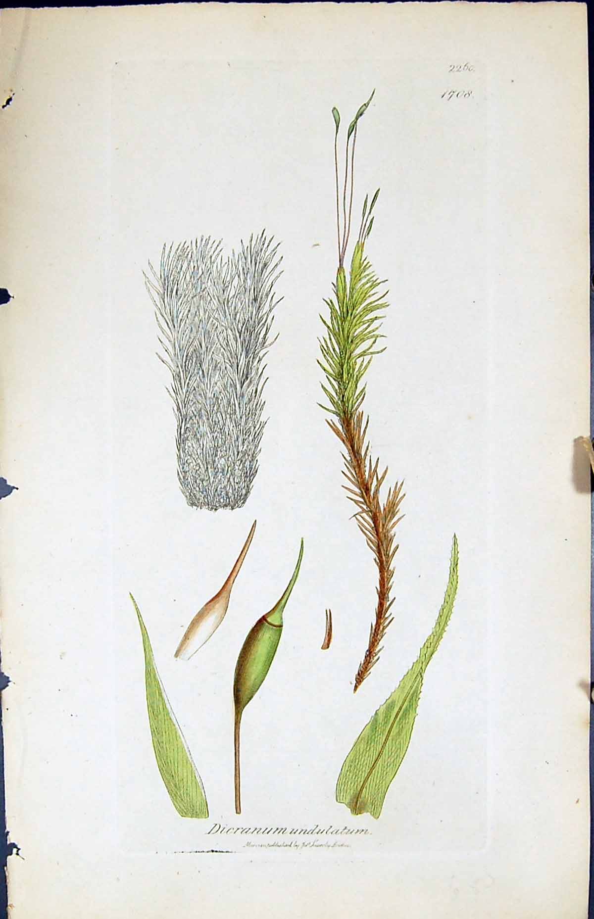 Antique Old Print Dicranum Undulatum British Plants Botany 1847 Sowerby Smith