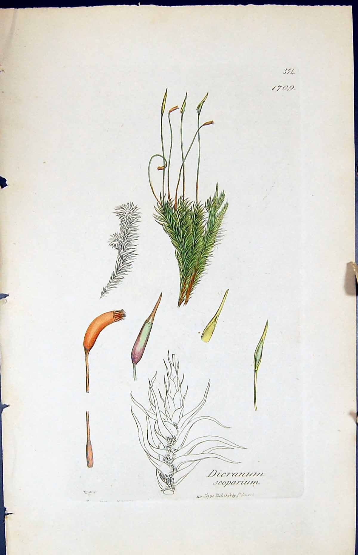 Antique Old Print Dicranum Scoparium British Plants Botany 1847 Sowerby Smith