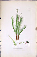 Old Print Dicranum Majus British Plants Botany 1847 Sowerby Smith Colour 19th