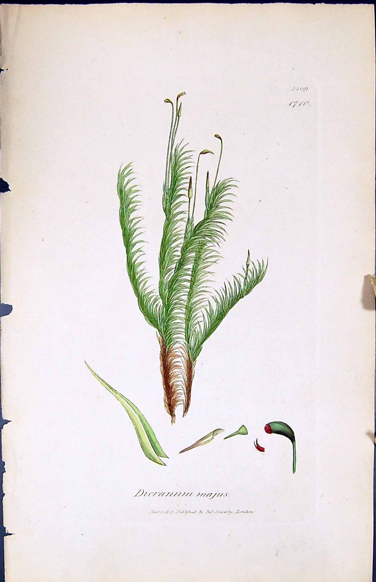 Old Print Dicranum Majus British Plants Botany 1847 Sowerby Smith Colour 19th