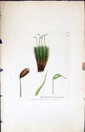 Antique Print Dicranum Fuscescens British Plants Botany 1847 Sowerby Smith 19th