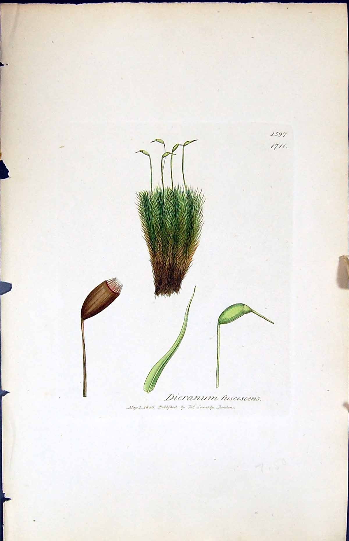 Antique Print Dicranum Fuscescens British Plants Botany 1847 Sowerby Smith 19th