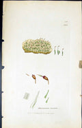 Antique Old Print Dicranum Varium British Plants Botany 1847 Sowerby Smith 19th